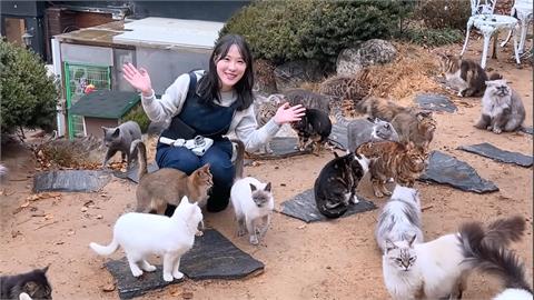貓奴的天堂！在首爾享受被130隻貓包圍的震撼　她嗨喊：太幸福了