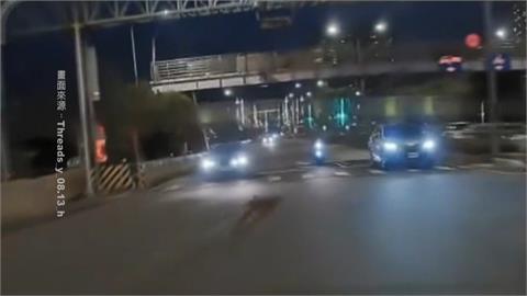 柴犬沒牽繩！突衝馬路遭撞死　畫面曝光「1關鍵」飼主慘了