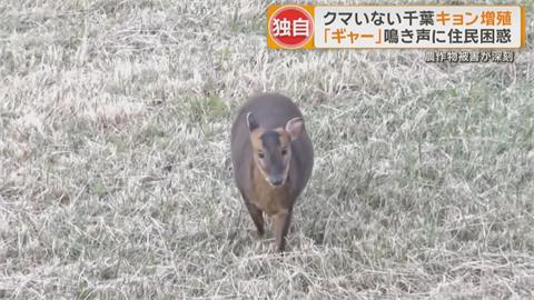 繁殖力驚人！ 千葉縣山羌氾濫 「吃霸王餐」困擾農民