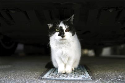 廣島無人車站新站任貓站長　大和與千鳥「超萌值勤」