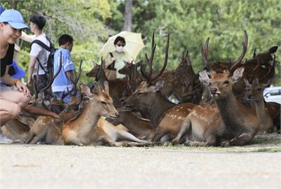 獸醫吹哨指控「食物不足」　每年50頭奈良雄鹿死亡