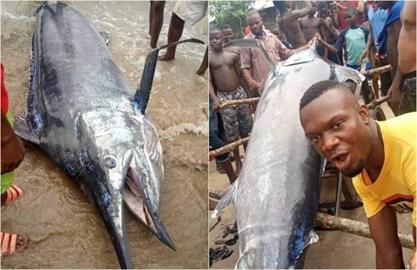 非洲男捕獲「3公尺大魚」請全村吃下肚　分食後暴哭：價值千萬！