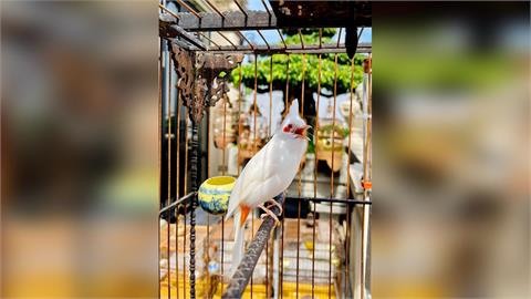 鳥叫聲太吵？台南女子失眠向鄰居求償10萬　法院判敗訴