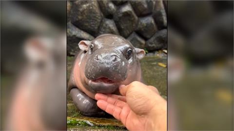 侏儒河馬寶寶「彈跳豬」爆紅　泰國動物園單日湧入1.2萬遊客