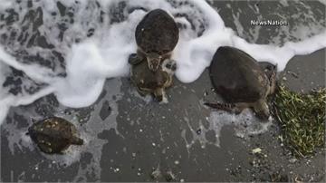 德州上萬海龜失溫！ 146隻救援成功野放墨西哥灣