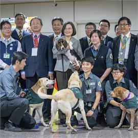 東亞唯二！我國成非洲豬瘟非疫國　蔡英文：今天成就屬於全體台灣人