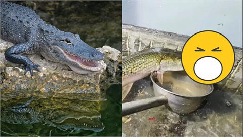 中國社區景觀池半米「鱷魚」出沒？兇猛外來魚網友竟憂：不好吃！