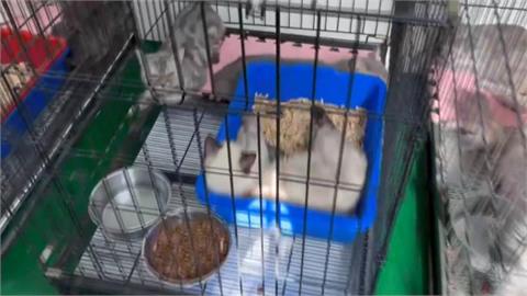 彰化某貓園髒亂41貓遭收置　飼主曝悲劇：被詐騙200多萬