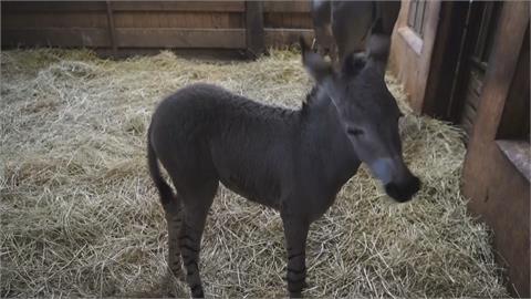 有藥用價值！索馬利野驢全球不到200隻　智利動物園小小驢出生超萌
