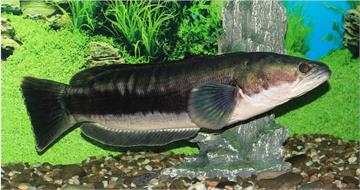 「潭中惡霸」魚虎數量驟減！疑眼點麗魚崛起成新威脅