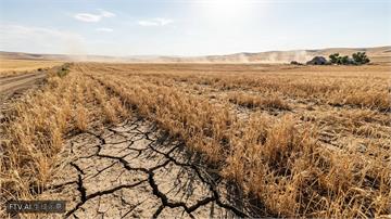 極端氣候與地緣衝突夾擊 8月全球糧食價格加速攀升