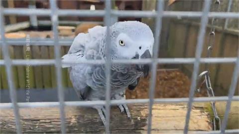 英國動物園收留被棄養鸚鵡　出口成「髒」帶壞同伴！園方祭冒險手段