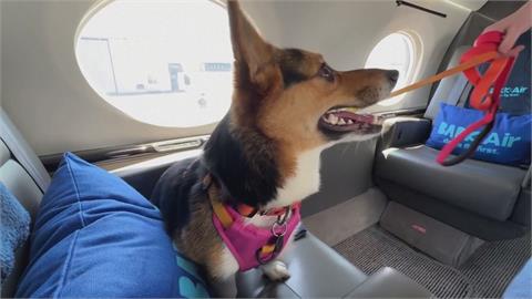 美國新航空公司搶毛孩商機　主打「狗狗、主人一起搭機」