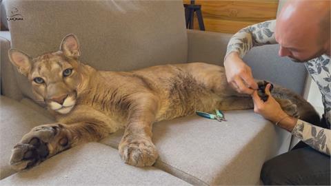 戰鬥民族的寵物！美洲獅剪指甲「任人擺布」　網笑：比我家小貓還合作