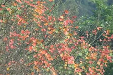 石門水庫楓葉轉紅 楓紅季預估到月底