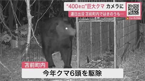 日本熊害已12死創新高！　政府研擬「讓警配步槍」支援獵熊