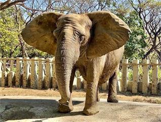 陪高雄人長大 壽山動物園明星非洲象阿里52歲離世