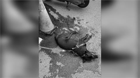 快新聞／新竹黑狗遭飼主機車拖行！橫紋肌溶解慘死　飼主遭制止狂喊「管好你自己」
