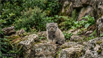 世界最臭臉貓咪！日本神戶動物園公開展出5隻超萌兔猻