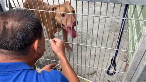 比特犬Lucky兩度跳窗咬傷人！　雲林新飼主接手　花費40萬打造新環境
