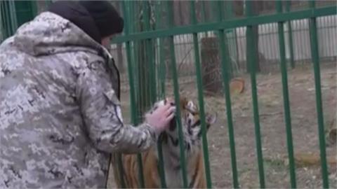 烏克蘭富商逃難！私人動物園猛獸遭棄養　女拯救600隻動物「日耗百斤肉」