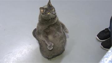 萌樣破表！11.3公斤胖貓全身圓滾滾、愛用後腳站立