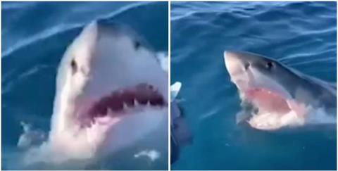澳男子出海捕魚「4m 大白鯊」盤旋1小時！「船差點被咬掉」驚險畫面曝光