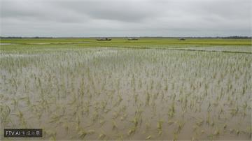 孟加拉暴雨成災！20萬噸稻米遭淹沒恐衝擊全球糧食供應
