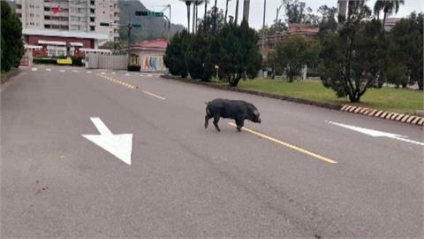 黑豬脫逃大街遊蕩　網友：根本移動的年菜