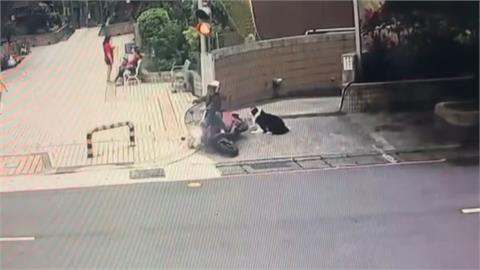 電動車騎士控遛狗不牽繩　行車中遭邊牧撲倒　雙腿瘀青機車毀損