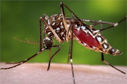 蚊蟲退散！登革熱疫情嚴重　日本「新產品」驅蚊