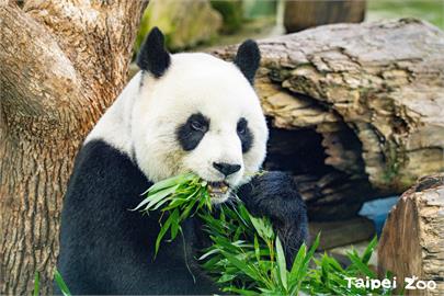 快新聞／「圓圓」明將滿19歲！ 　動物園邀您觀賞大貓熊享用生日蛋糕