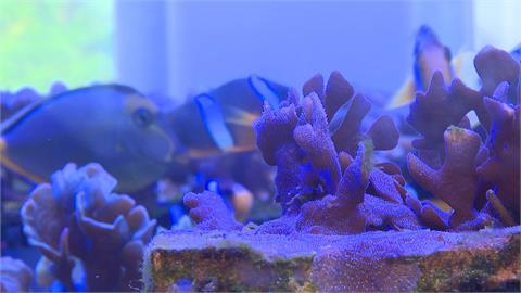 珍古德睽違7年再訪台 今夏拚復育萬株瀕危珊瑚