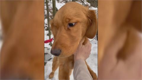 美國黃金獵犬幼犬走失！　飼主急尋　幸廢棄礦坑中順利尋獲