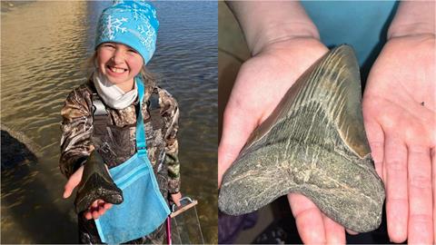9歲女童海灣挖出「12公分巨牙」　博物館驗真身：是260萬年前滅絕猛獸