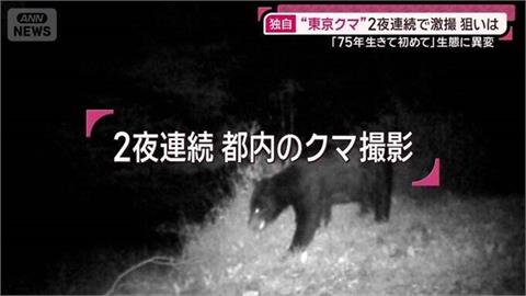 快新聞/旅日注意!75年來首見! 東京近郊驚傳「成年熊出沒民宅」
