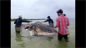 印尼海灘發現死鯨魚 肚內塑膠垃圾重達6公斤