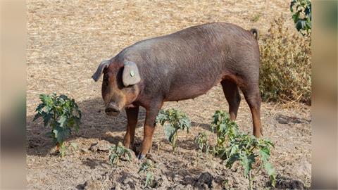 快新聞/菲律賓全面禁止台灣、西班牙豬肉進口 農業部回應了