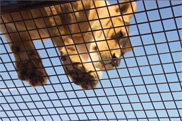 人在籠內「被獅子看」 澳洲360度賞獅預約到聖誕節