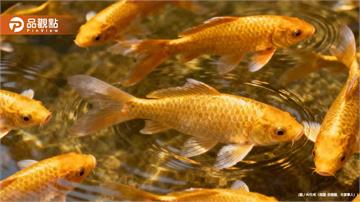 她在碧潭放生百隻金魚「幫媽媽祈福」遭重罰3萬元