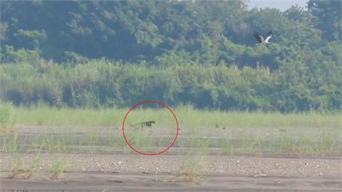 東方白鸛出海口覓食威脅升級　遭流浪狗埋伏追逐
