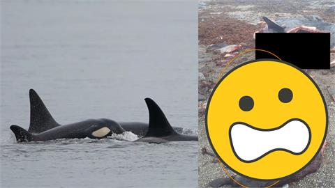 餓瘋了？虎鯨擱淺剖肚驚見「7隻海獺」真實原因曝　專家：這4點不尋常