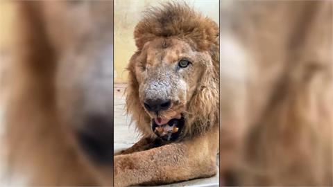 壽山動物園「二哥」被懷疑受虐！　台灣網友助澄清：已經是老爺爺