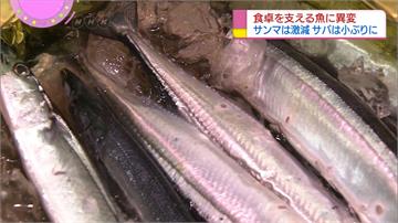 近年漁獲量銳減！日本、中國為秋刀魚掀戰