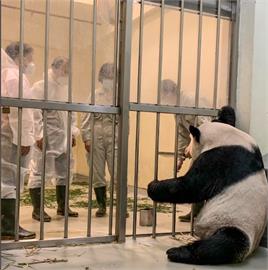 快新聞／團團身體狀況曝！　動物園：牠很爭氣「中國專家有放心一些」