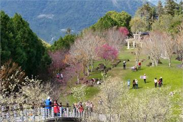 嘉義梅山秘境「寒溪呢」春櫻盛開白紅爭艷　巧遇周子瑜遊客直呼太幸運