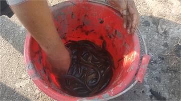 挖水溝挖到寶！清淤捕獲20多隻野生黃鱔魚