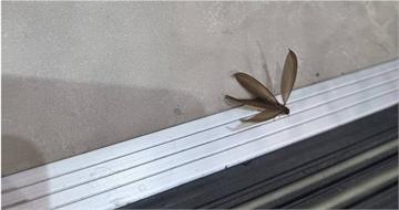 梅雨季大水蟻暴增！專家示警：一公一母恐繁殖成百萬大軍