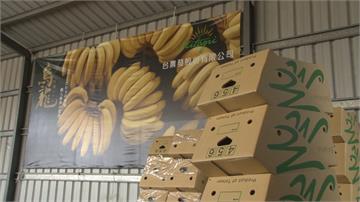 盤商操控香蕉價格！ 蕉農怒：寧可放到爛掉也不賣
