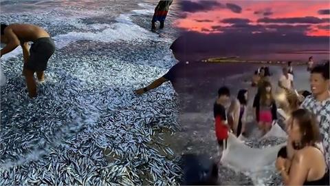 菲律賓6.7強震前異象！「巨量沙丁魚」被沖上岸　延綿海岸線4km驚人畫面曝